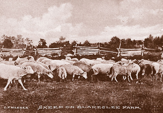 Sheep on the Warner farm in Blakeslee.
