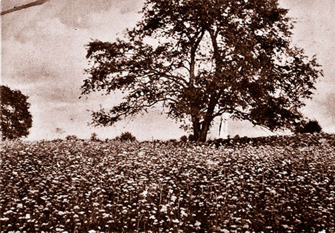 The buckwheat field at the Warner homestead in Blakeslee.